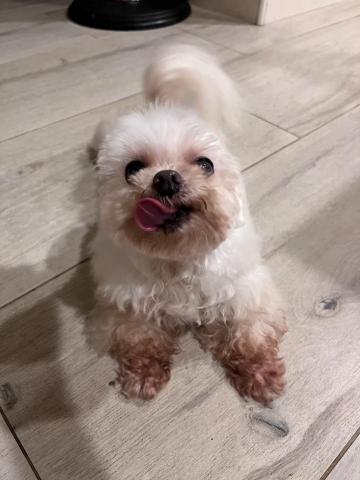 ㄚ莓-三重區周邊寵物保姆 - 我是baby
我是姐姐104年領養的，收容所說我很年輕，但是姐姐帶去看醫生的時候，醫生說已經蠻老的所以年齡不可考。愛舔手、陌生人摸我的話我會生氣咬人，但是我沒有牙齒所以不會咬傷你～