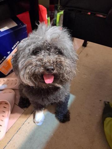 提供momo包包服務的專家小資