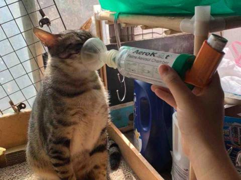 Joys - 協助貓咪吸藥