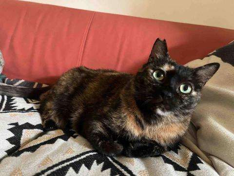 Joys - 自己的貓咪烏咪