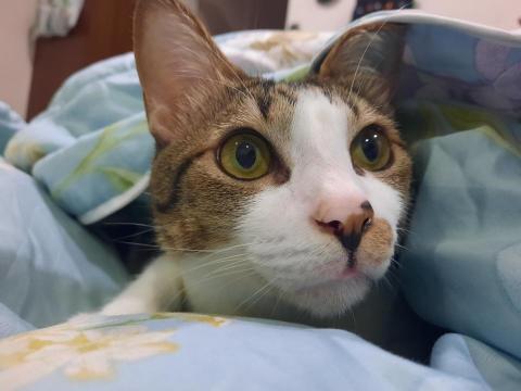 小羽 - 家中球球躲貓貓