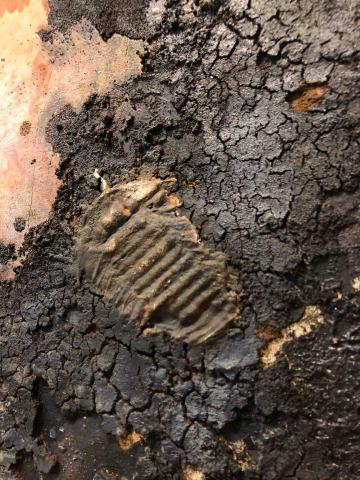 黃品睿 -  複合媒材油畫局部