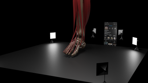 建陞的工作室 - 人體解剖學 腿部 骨骼 肌肉 3D建模