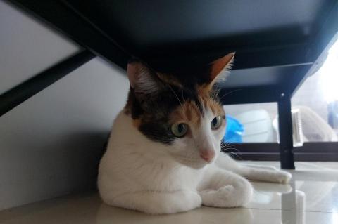 繕悅工作室 - 寵物到府