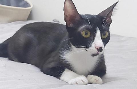 繕悅工作室 - 寵物到府