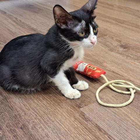 提供指甲光療機服務的專家華偉婷