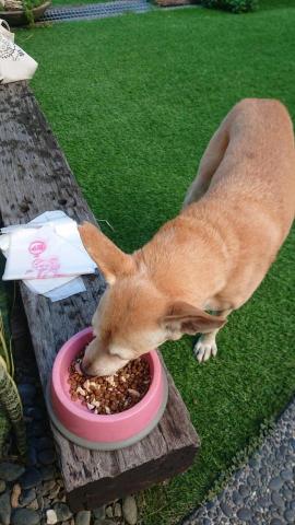 amy楊 - 到府寵物照顧