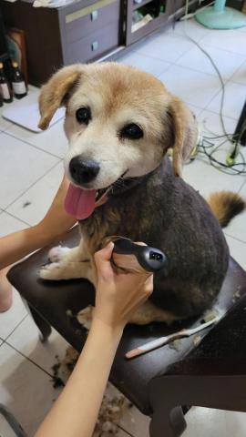 黑馬小型寵物寄養及溜狗服務 - 