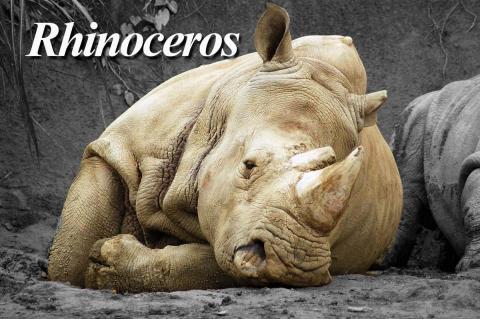 文月 - 犀牛 rhinoceros