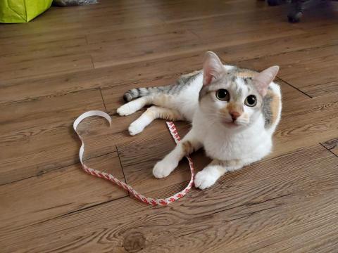 有貓居家照顧｜保母｜到府服務 - 