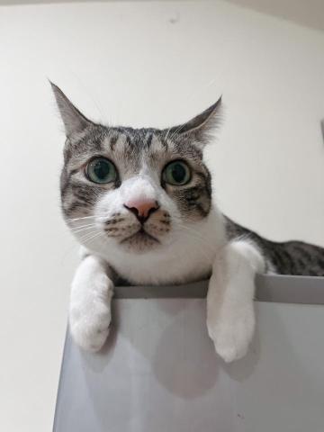 有貓居家照顧｜保母｜到府服務 - 開飛機耳的大頭寶寶