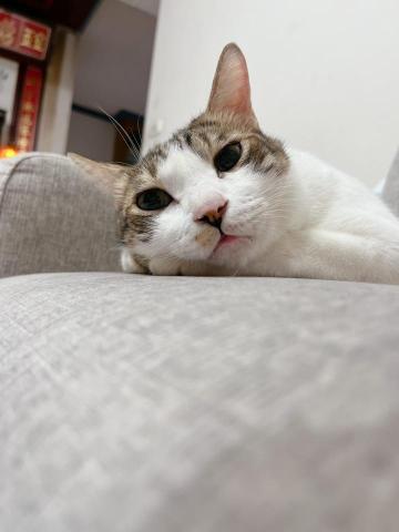 有貓居家照顧｜保母｜到府服務 - 我家的軟爛仔，曾是中途送出後被退養，目前已肥美多汁