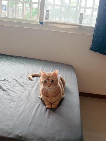 有貓居家照顧｜保母｜到府服務 - 