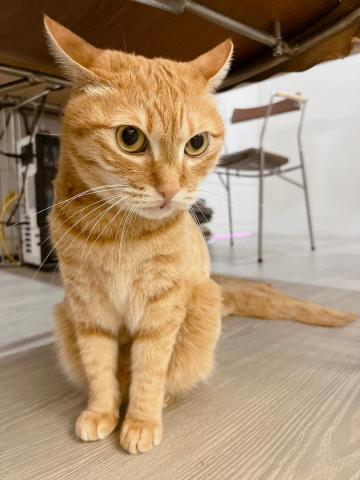 有貓居家照顧｜保母｜到府服務 - 怕生的貓貓不強迫相處，僅拍美照唷