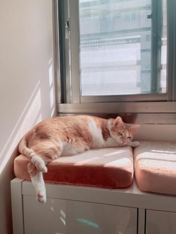 有貓居家照顧｜保母｜到府服務 - 可可愛愛