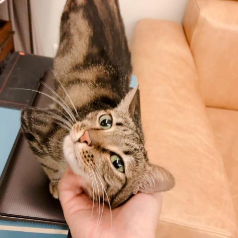 有貓居家照顧｜保母｜到府服務 - 居家照顧：親人討摸的社牛貓