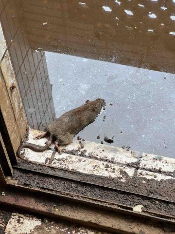 耀際冠軍病媒蚊防治有限公司 - 住家老鼠防治作業