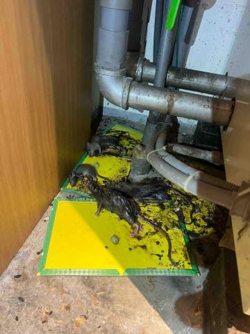 耀際冠軍病媒蚊防治有限公司 - 餐廳老鼠防治作業