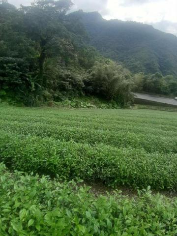 錦成茶園 - 自耕茶農，產地直銷