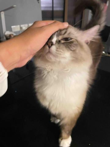 鄭晴之 - 布偶貓