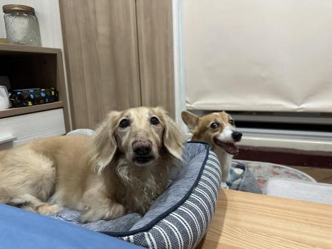 林佳儀 - 呆們（臘腸）美美（柯基）