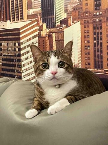 鄭晴之 - 米克斯