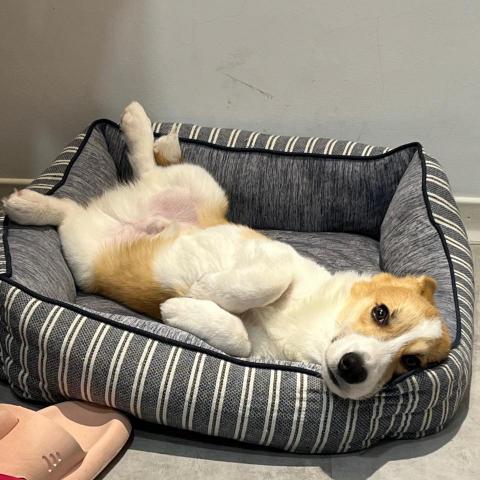 提供寄養服務的專家傅琳琳