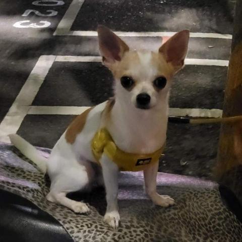 提供遛狗服務的專家陳小姐