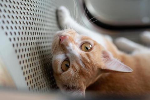 KN攝影 - 動物攝影