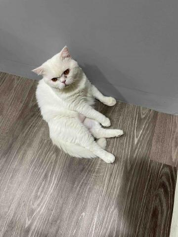 Emily新北寵物保姆 - 