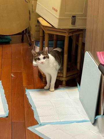 Emily新北寵物保姆 - 