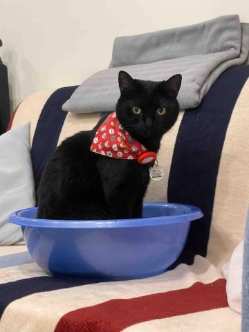 Emily新北寵物保姆 - 