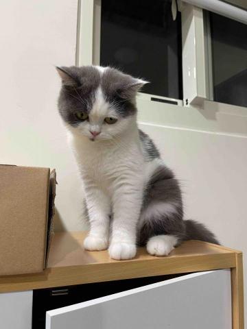 Emily新北寵物保姆 - 