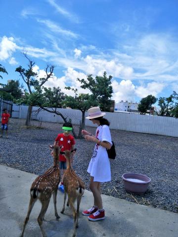 潘又微 - 與梅花鹿近距離接觸