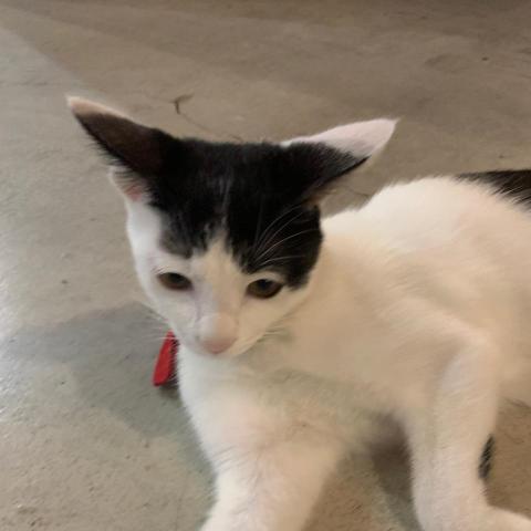 提供配音服務的專家Y