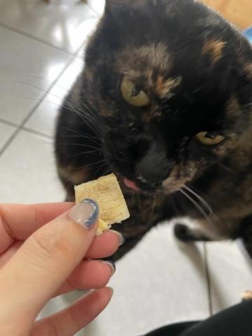 LING寵物保姆 - 保姆到府有零食吃～