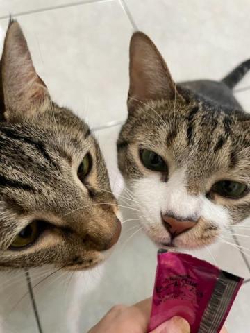 LING寵物保姆 - 肉泥好香～