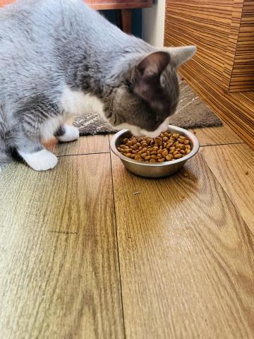 LING寵物保姆 - 放飯了唷～