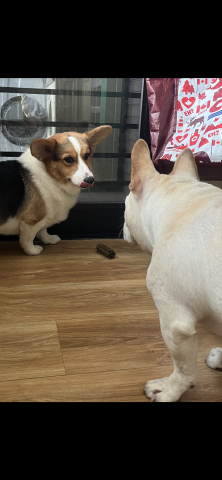 Tracy - 為了零食反目? Tracy - 為了零食反目?