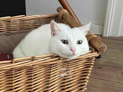 Nai-Syuan Ye - A cat friend of mine