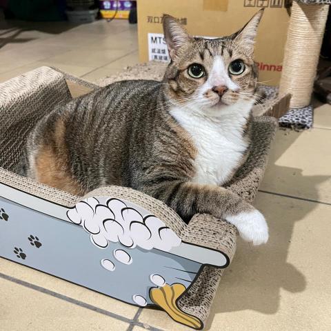 提供寄養貓服務的專家Jenny