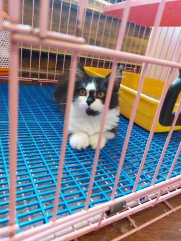 呂芳明 - 當飼養員的時候