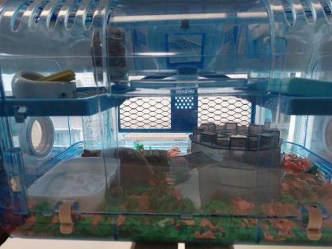 呂芳明 - 代養一天直接大整理後?