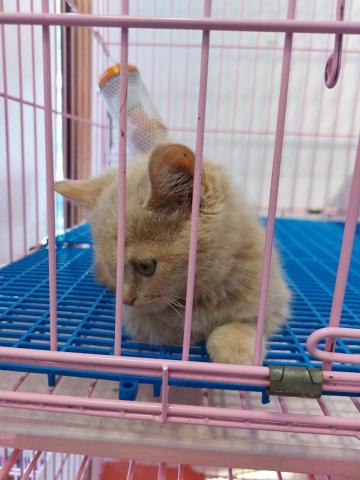 呂芳明 - 當飼養員第二次接觸的貓