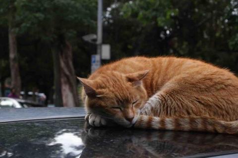 昭柴SUNMONEY - 街拍-動物