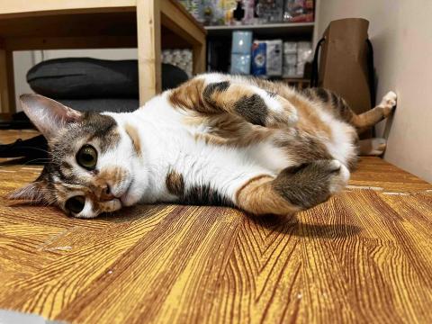 安安姐姐。到府寵物保姆 - 「花花」撒嬌黏踢踢的貓貓? 安安姐姐。到府寵物保姆 - 「花花」撒嬌黏踢踢的貓貓?