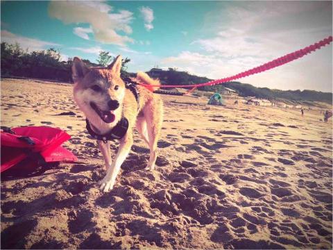 安安姐姐。到府寵物保姆 - 那天,天氣超級好,帶著「大爺」踩沙灘玩水 安安姐姐。到府寵物保姆 - 那天,天氣超級好,帶著「大爺」踩沙灘玩水