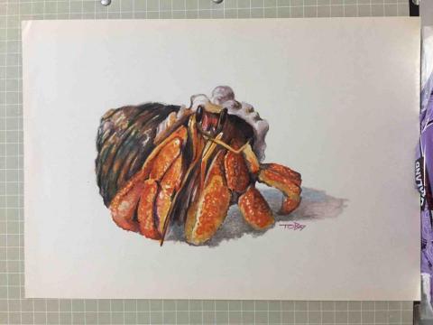杜比作品 - 手繪(水彩+色鉛筆)寄居蟹 杜比作品 - 手繪(水彩+色鉛筆)寄居蟹