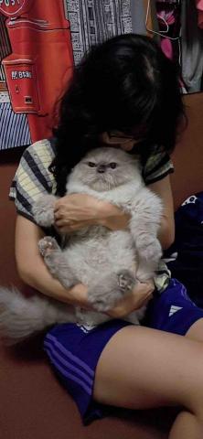 毛孩子的家人 - 來寄宿的貓咪