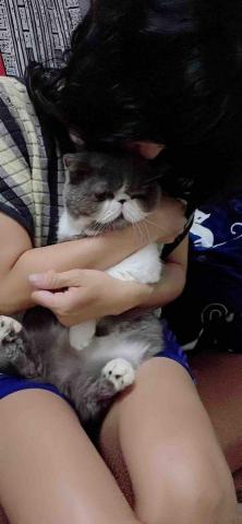 毛孩子的家人 - 來寄宿貓咪2